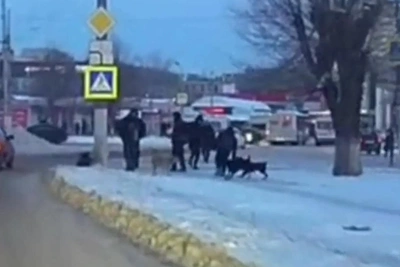 На видео сняли нападение собак на школьника в Волгограде
