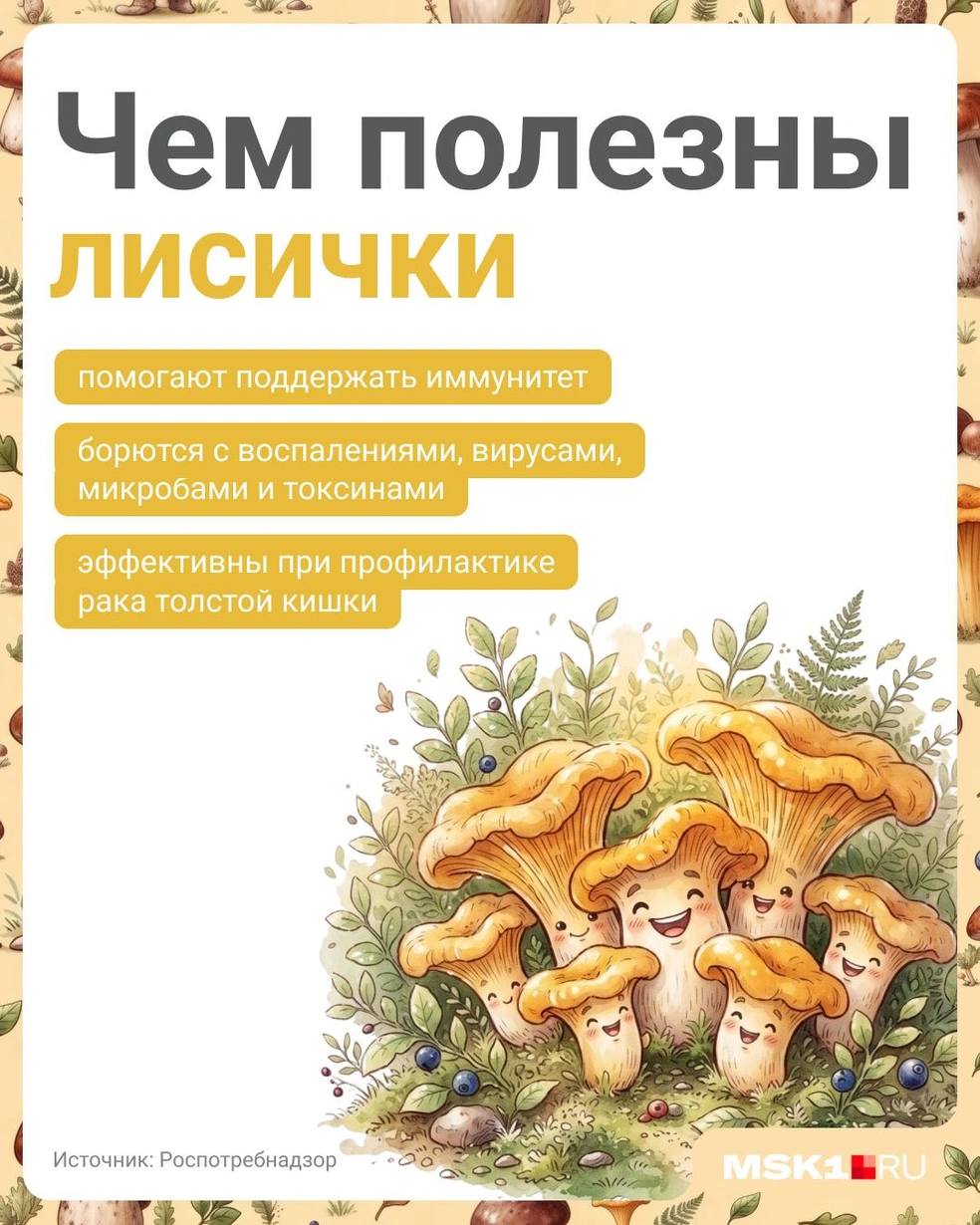 Увидите в лесу (или на прилавке) лисички&nbsp;— не проходите мимо | Источник: Полина Авдошина / Городские медиа