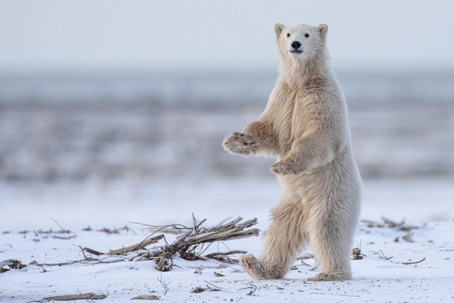 Танцуют все! | Источник: Christoph Jansen / Comedy Wildlife Photography Awards
