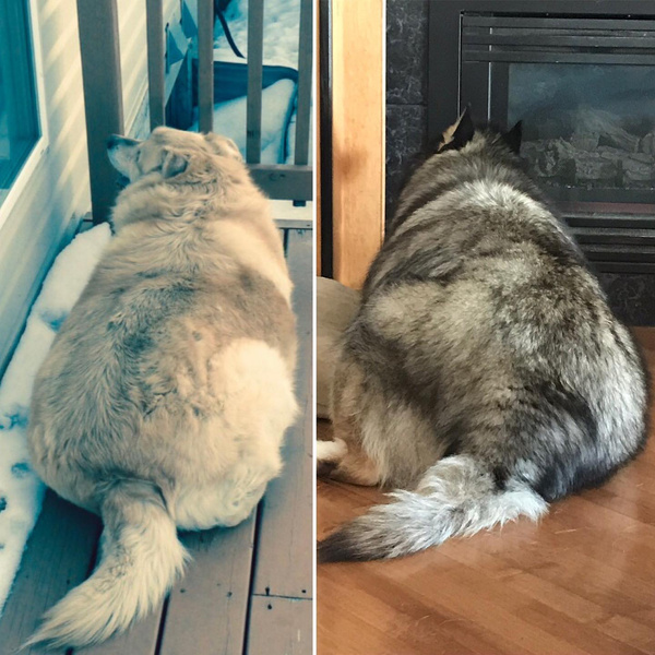 «Он слишком толстый»: хозяин раскормил пса и решил его усыпить
