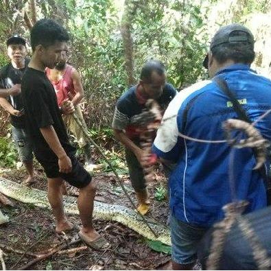«Из его пасти торчали только ноги»: питон проглотил 30-летнюю женщину в Индонезии