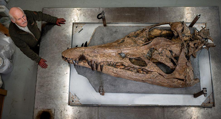 Морская машина убийств: на Побережье Юрского периода нашли голову чудовища возрастом 150 миллионов лет
