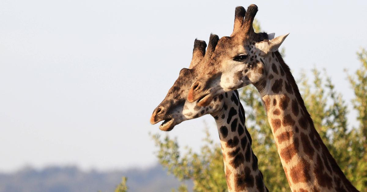 Жираф бежит. Жираф. Длинношеий жираф. Животные с длинной шеей кроме жирафа. Жираф.