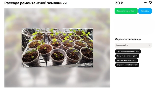 Источник: Avito.ru