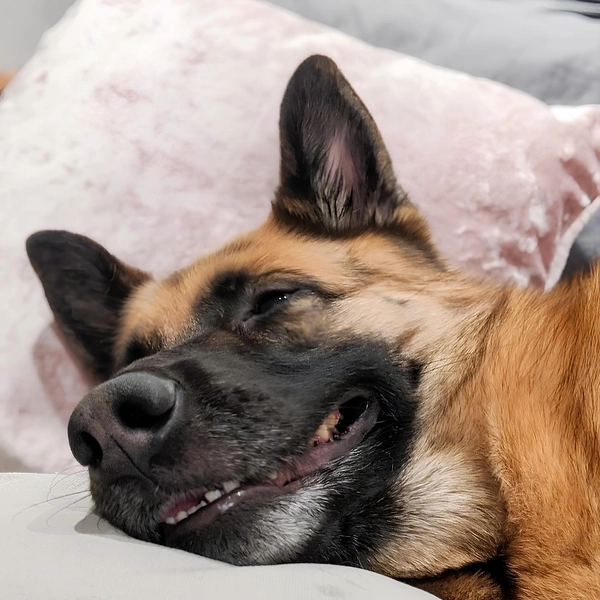 Источник: Nicole Rayner / Comedy Pet Photography Awards