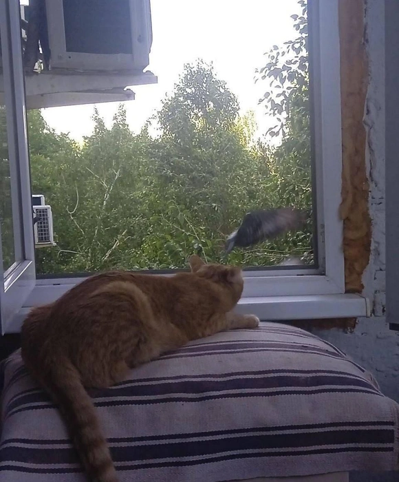 Врёшь, не уйдёшь! Всё равно тебя подкараулю!  | Источник: читатель 63.RU 