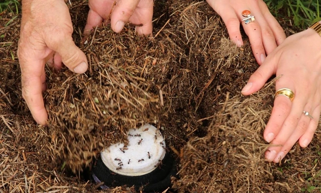 Зачем в Болгарии люди добавляют в молоко живых муравьев