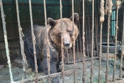 В Иркутске ищут волонтеров для медведицы Зоси