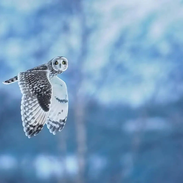 «Кто здесь?» | Источник: Geir Ludvigsen / The Nature Photography Contest 2023