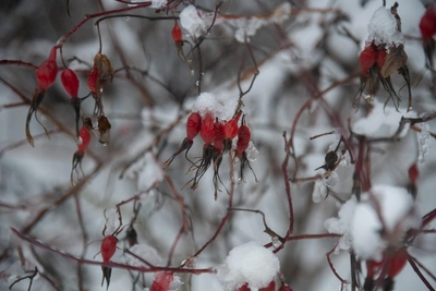 Погода в Ставрополе и на КМВ 15-19 декабря