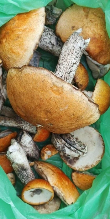 Какие яркие шляпки!  | Источник: Лучшие ГРИБНИКИ Самарской и Ульяновской области / Vk.com