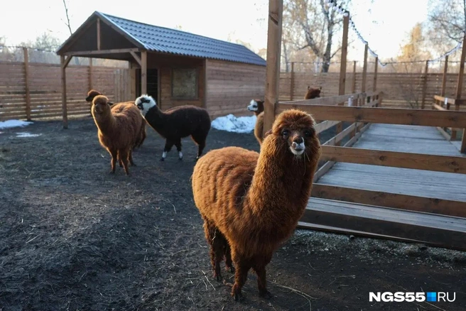 Минувшим летом в парке поселились альпаки | Источник: Евгений Софийчук / NGS55.RU