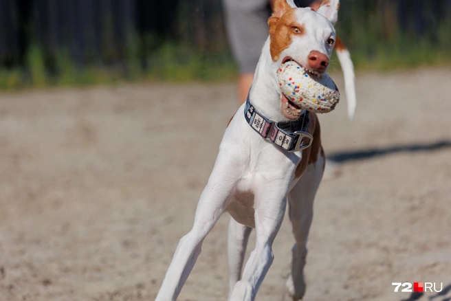 Если «борзая с острова Ибица» бежит, ее не остановить | Источник: Ирина Шарова / 72.RU 