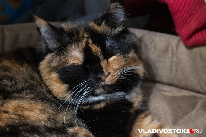 Температура в последние дни заметно снизилась | Источник: Елена Буйвол / VLADIVOSTOK1.RU