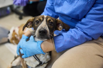 Чипирование собак в Забайкалье: закон и штрафы