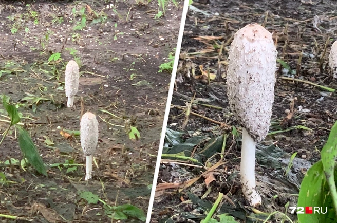Встречали такие грибы? | Источник: читатель 72.RU