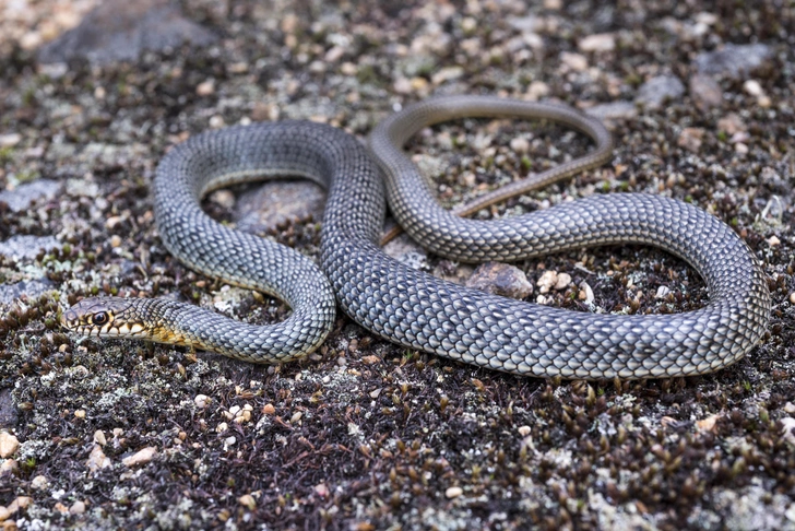 Желтобрюхий, или каспийский полоз (Dolichophis caspius) — крупная змея семейства ужеобразных, достигающая 2–2,5 метров в длину. Считается одной из самых быстрых змей Европы. Будучи неядовитой, отличается агрессивным характером и при опасности может бросаться на человека. Встречается в Астраханской, Волгоградской, Ростовской областях и в Краснодарский крае. | Источник: Edvard Mizsei/Shutterstock/Fotodom.ru