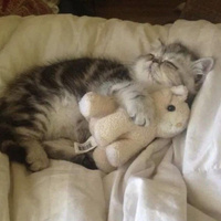 Аватарка meow