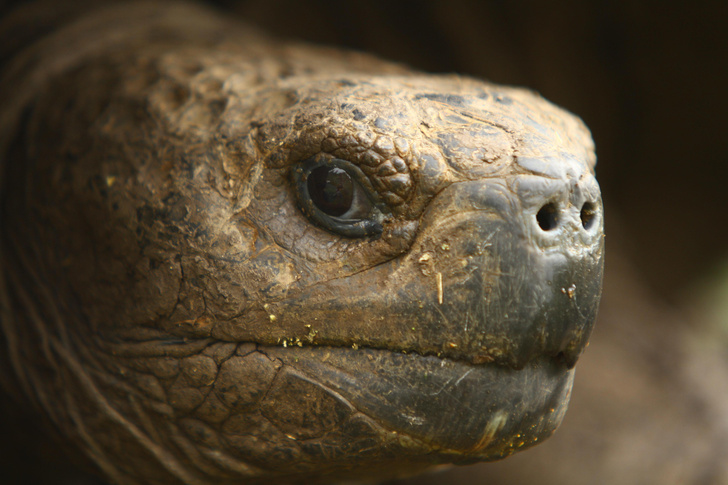 Лаборатория эволюции: миниатюрные динозавры и вековые черепахи Галапагосских островов