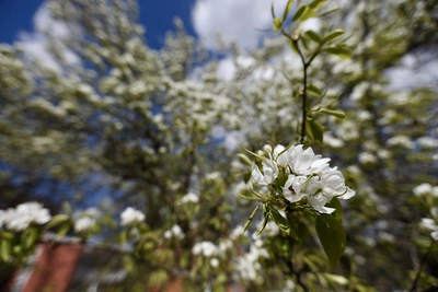 Челябинск зацветает: красота на фоне непогоды