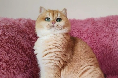 Изумрудноглазая британская шиншилла ищет хозяина за 100 тысяч