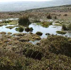 Древнее болото влияет на климат