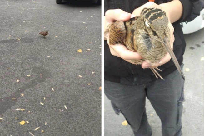 Новосибирец смог взять птицу на руки, но потом отпустил | Источник: чиитатель НГС