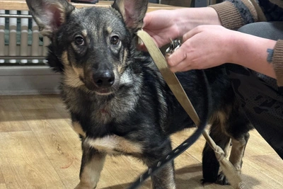 Injured Puppy Brought to Shelter in Nizhny Novgorod