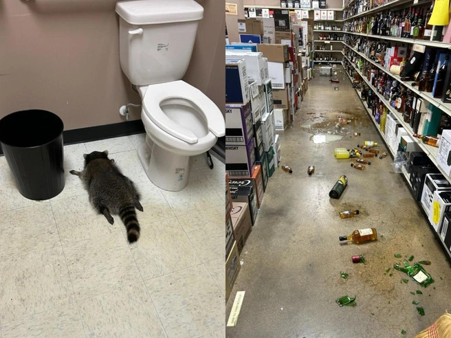 Енот напился в винном магазине, побуянил и уснул | Источник: Служба защиты животных округа Хановер / соцсети