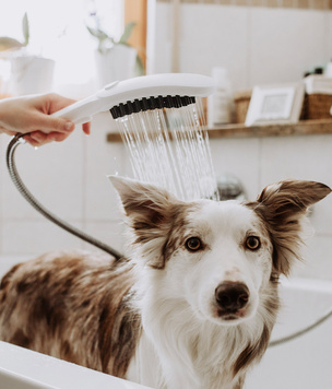 DogShower: первый ручной душ для собак от Hansgrohe