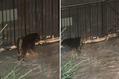 На Тополевой пес покусал мужчину: это не первое нападение