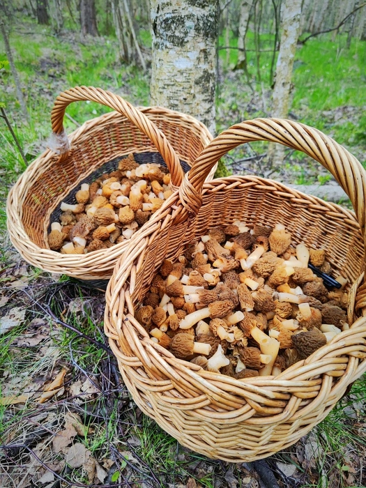 Удивительная находка под Петербургом — целая поляна саркосом | Источник: Наталья Пудовкина / Грибы и Грибники СПб