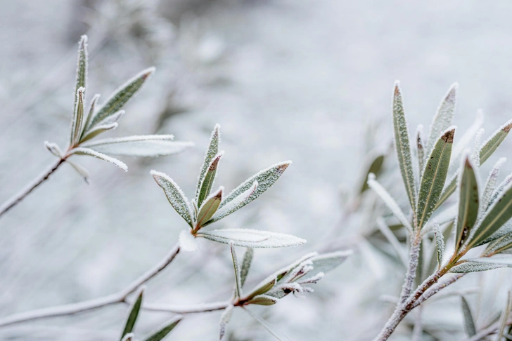 Чек-лист: 5 дел, которые нужно сделать в саду в декабре | Источник: unsplash