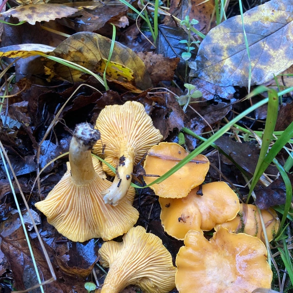 Источник: Грибы и Грибники Подмосковья / vk.com