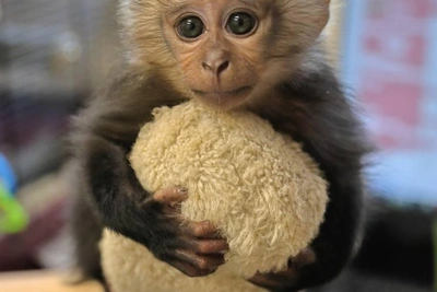 Джая: малышка вандеру без матери общается с родней