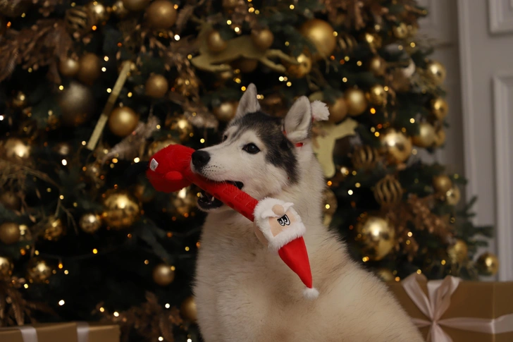 Под елку и лапу: Triol расширил новогоднюю коллекцию для собак и кошек