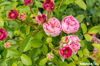 В Нижегородской области планируют построить тепличный комплекс