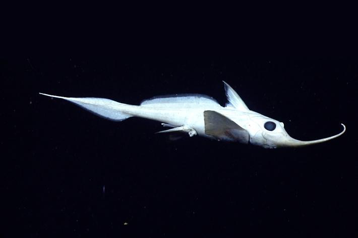 Источник: NOAA