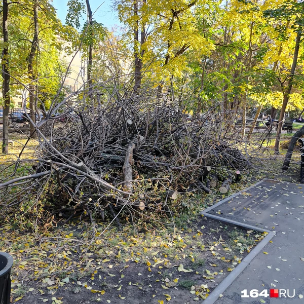 Источник: Сергей Гендин / 164.RU