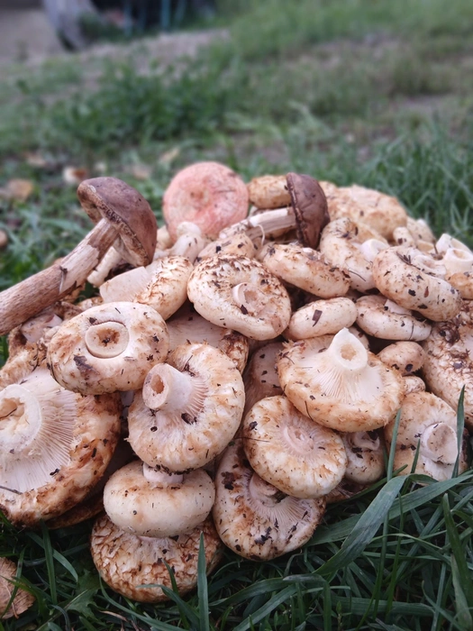 Результаты тихой охоты Натальи  | Источник: Лучшие ГРИБНИКИ Самарской и Ульяновской области / Vk.com 