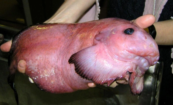 Яркий представитель семейства липаровых | Источник: А.&nbsp;В.&nbsp;Чернышев. 2005 год, рейс НИС «Академик Опарин» на Курильские острова