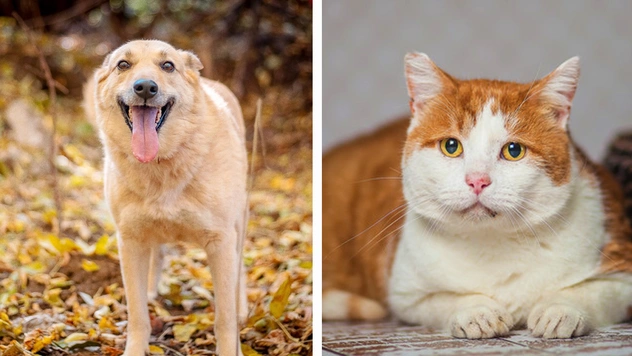 Котопёс недели: кот Бродяга и собака Таша