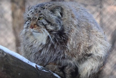 Манулы начали линять к весне
