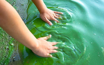 Сине-зеленый сигнал: почему питьевая вода пахнет капустой или плесенью
