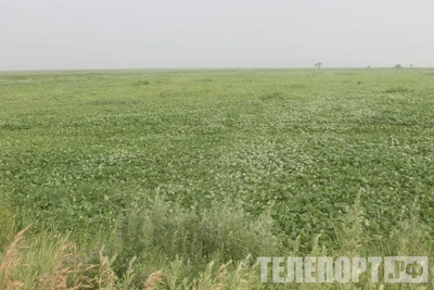 Учения переросли в спасение: добровольцы нашли двух пенсионерок