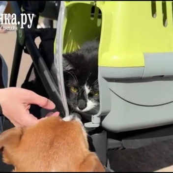 Источник: скриншот видео «Фонтанки» /Валентин Егоршин 