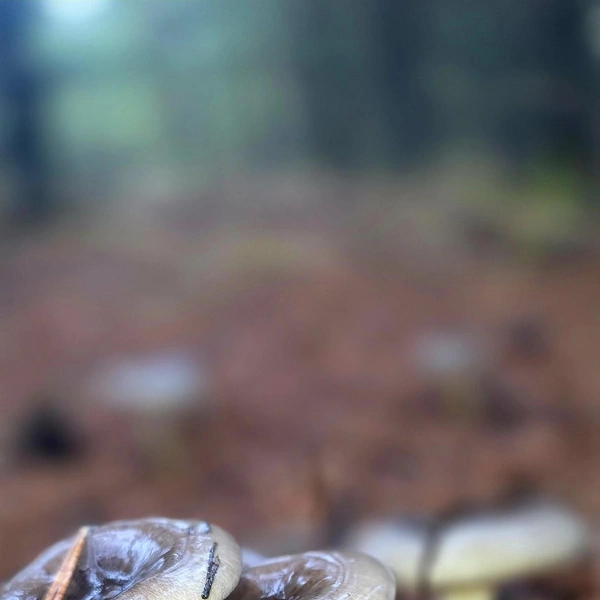 Источник: Грибы и Грибники Подмосковья / vk.com