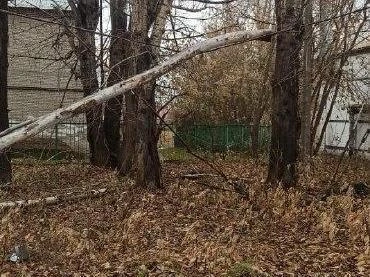 На улице Хилокской из-за упавшего дерева отключено электричество | Источник: Предоставила Жанна Олейникова