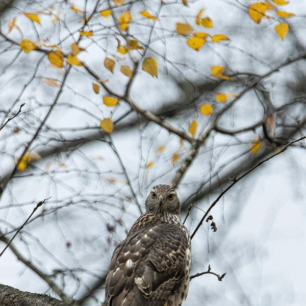 Источник: Антон Кубышкин / «Птицы СПб и России»