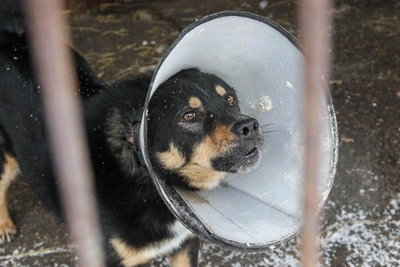 В Нижнем Новгороде ввели карантин по бешенству